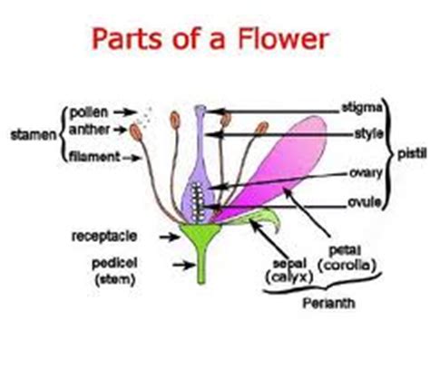 The top of the female part of the flower which collects. Stang Plant Research Q & A [licensed for non-commercial ...