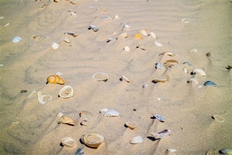 Beach With A Lot Of Seashells On Seashore In South Padre Island Texas
