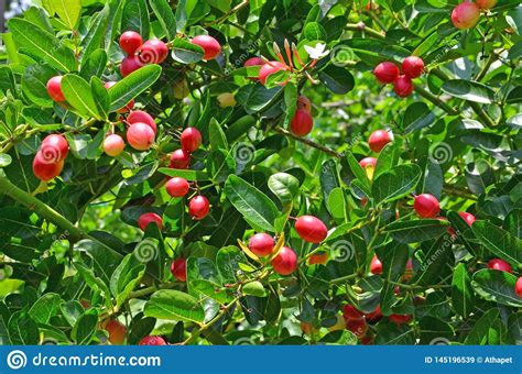 Small Red Fruit Of Karanda Tree With Green Leaves Stock
