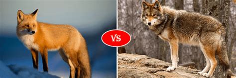 Fox Vs Coyote Fight Comparison Who Will Win