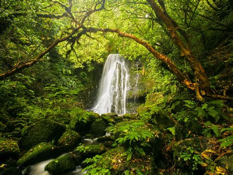 Waterfall In The Forest New Zealand Waterfall Waterfall Wallpaper