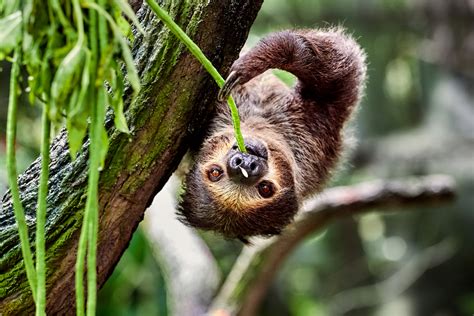 Where To See Sloths In Costa Rica 2024 11 Top Spots
