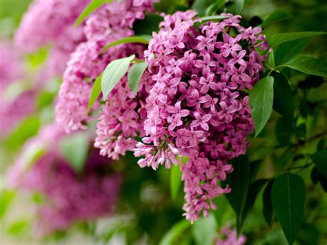 Free Download Lilac Flowers Spring One Hd Wallpaper Pictures