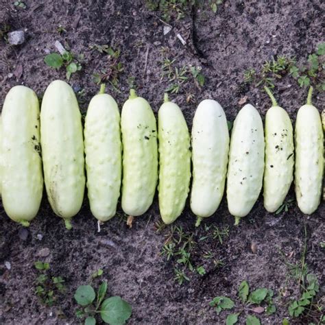 Cucumber White Wonder Seeds Theseedcollection
