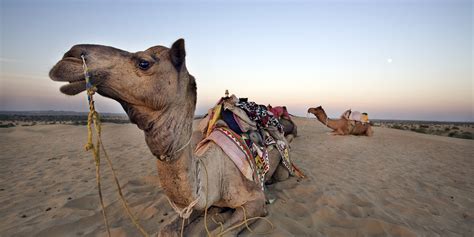 For thousands of years, camels have been the natural and indeed the only way for humans to ferry themselves across these parts of our world, like the sinai, that are great oceans of. Camel Bites Owner's Head Off After Being Made To Stand In ...