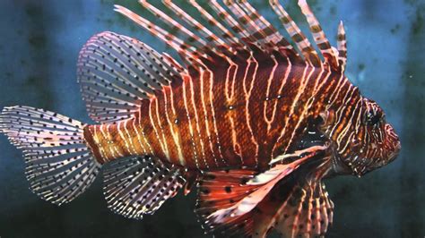 Invasive Species Lionfish Youtube