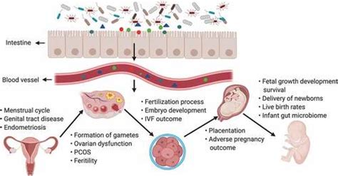 Full Article The Impact Of The Gut Microbiota On The Reproductive And