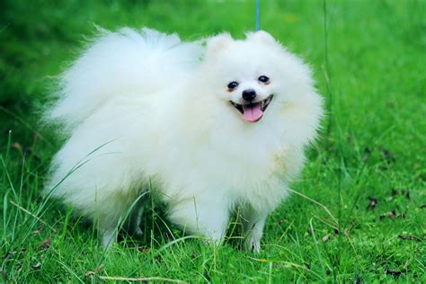 36 Most Amazing White Pomeranian Pictures And Photos