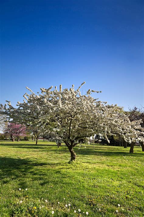 White Flowering Cherry Blossom Tree In A Park By Stocksy Contributor