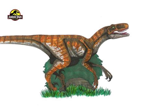 Image Jp Velociraptor Nublariensis By Hellraptor Jurassic Park Wiki Fandom Powered By