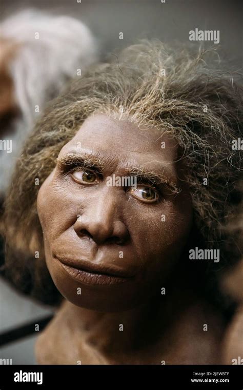reconstruction of appearance homo neanderthalensis woman at museum exhibition prehistoric woman