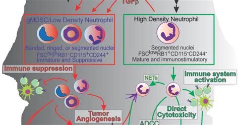 High Neutrophils Low Lymphocytes High Cd3 Lymphocytes Low Cd66b