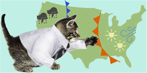 Its Caturday Celebrate With Weather Cat And More Cats Vs Cancer