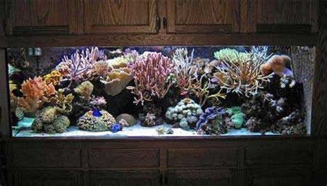 Photo 1 This Is My 55 Gallon Reef Tank