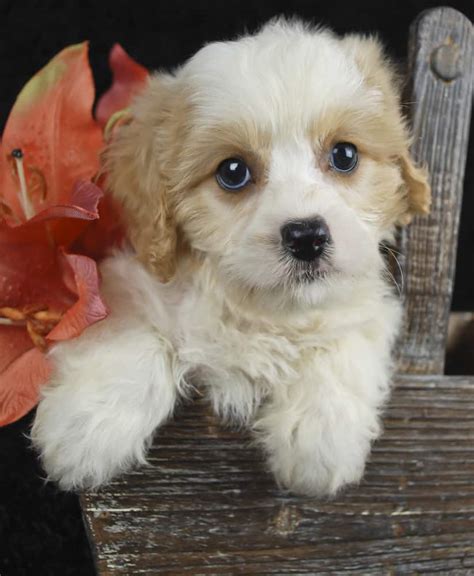 Cavachon All You Need To Know About Cavalier Bichon Mix K9 Web