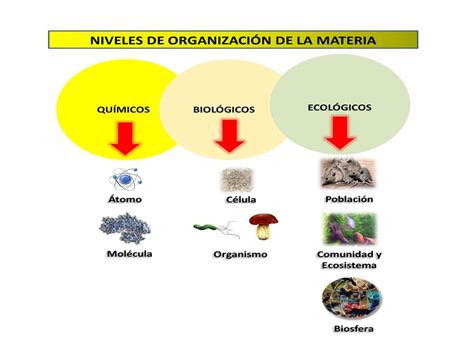 2do Secundaria Bioelementos Y Niveles De Organizacion De La Materia