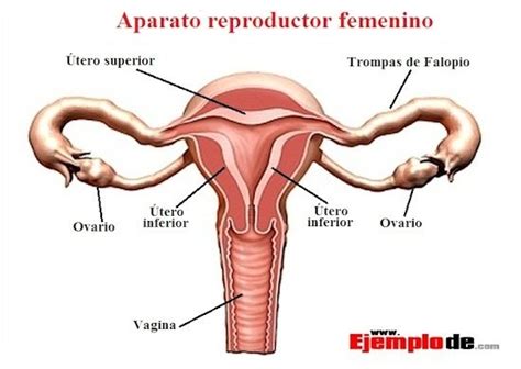 Imagenes Aparato Reproductor Femenino Con Nombres