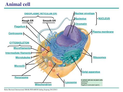 Although the diagram above shows the typical structures of an animal cell, very few animal cells are specialised for their functions. PPT - CELL STRUCTURE AND FUNCTION PowerPoint Presentation ...