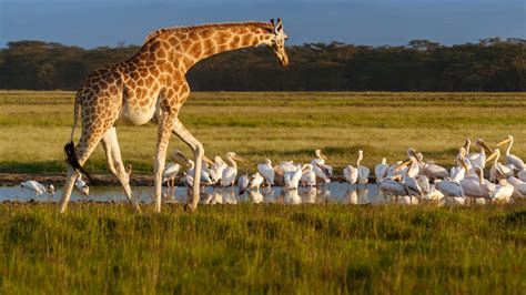 Rothschilds Giraffe In Lake Nakuru National Park Kenya Safari