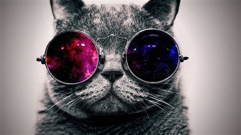 Cool Cats Wallpapers 71 Pictures