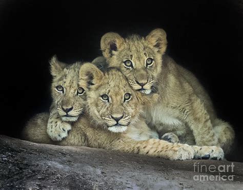 Three Lion Cubs Photograph By Linda D Lester Fine Art America