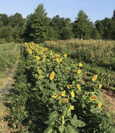 Growing Sunflowers In The Home Garden Uga Cooperative Extension