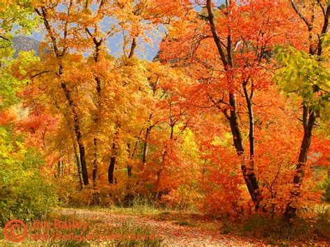 Pictures Of Fall Scenery Bing Images Autumn Pinterest