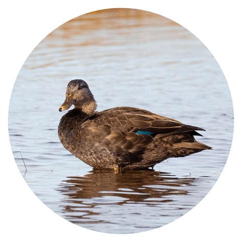 17 Different Types Of Ducks Duck Identification