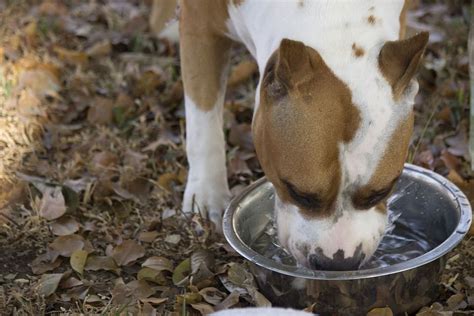 Tips For Feeding Your Sick Dog My Amazing Dogs