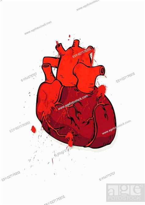 The Heart Of Man Prepared Human Heart Bloody Human Heart Stock