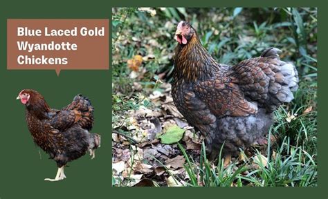 Blue Laced Gold Wyandotte Chickens Egg Laying Broodiness And