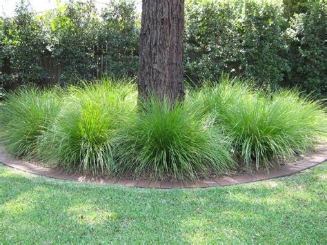 103 Beautiful Evergreen Grasses Landscaping Ideas Page 58 Of 104