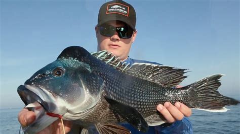 Best Time Of Day To Catch Black Sea Bass Bass Sea Gulf Action Sportfishing Canadian Fish Readily