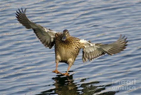 Duck Landing Photograph By Mats Silvan Fine Art America