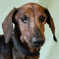 Meet foster dog mama jojo rowling and her 6 adorable puppies! Available pets at DREAM Dachshund Rescue, Education ...