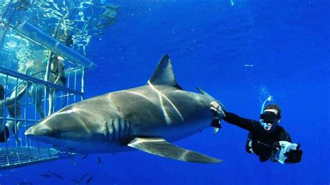 Diving With Great White Sharks Photos Killer Shots National