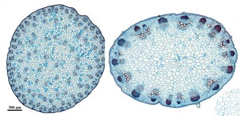 See more ideas about microscopic, plant cell, microscopic. Monocot/Dicot Stem Cross Section: Epidermis, Vascular ...