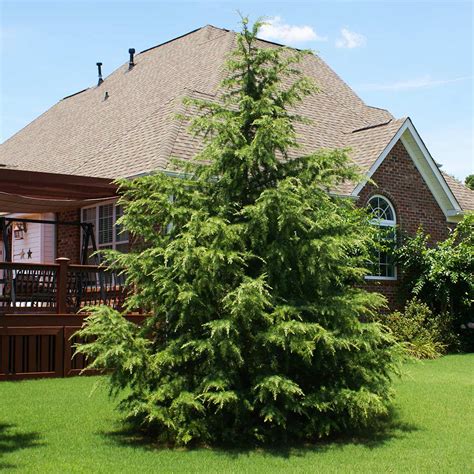 Deodar Cedar Evergreen Trees For Sale