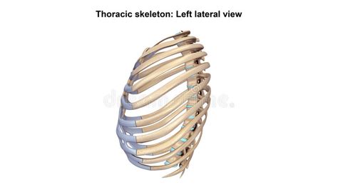 Skeleton With Veins Stock Illustration Illustration Of Anatomy 40200430