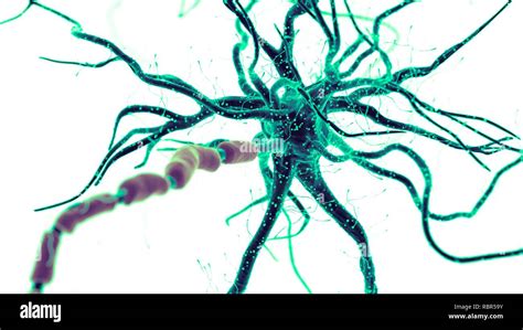Ilustración De Una Célula Nerviosa Humana Fotografía De Stock Alamy