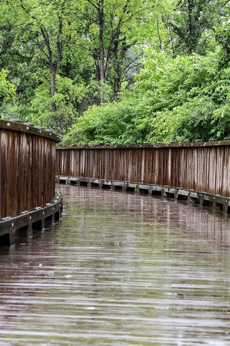 Empty Wooden Boardwalk Bridge Trail Path Through The Wooded Forest Park