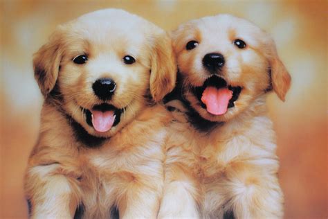 Cutest Puppies Ever Not My Puppies This Is A Photo
