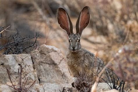 Top 100 Which Animal Has Big Ears
