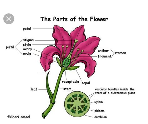 Draw A Well Labelled Diagram Of Hibiscus Flower Eveliza Tumisma Riset