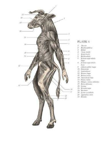 Minotaur Anatomy Criaturas Mitológicas Anatomía Animal Animales Miticos