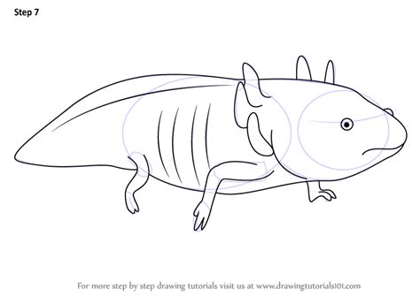 This clipart image is transparent backgroud and png format. Step by Step How to Draw a Axolotl : DrawingTutorials101.com