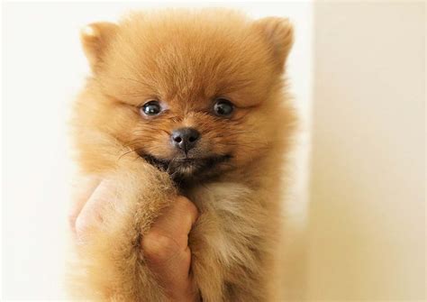 Honey The Pomeranian ̶3̶̶6̶0̶0̶ 1400 Top Dog Puppies