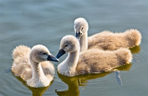 Ugly Ducklings Photograph By Scott Carruthers Fine Art America