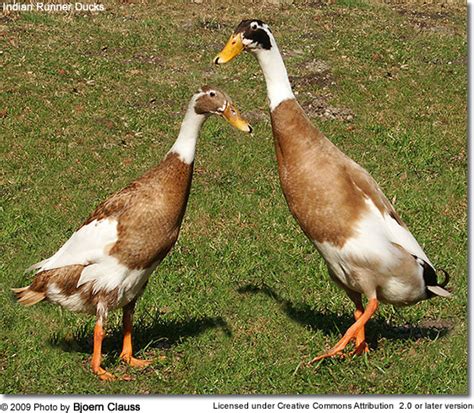 Please like & subscribe if you enjoyed this video!i recently had the pleasure of being able to travel to india for 9 days, experiencing one of the local natu. Indian Runner Ducks | Beauty of Birds
