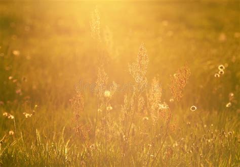 Sunny Meadow Stock Photo Image Of Sunset Region Meadow 21962740